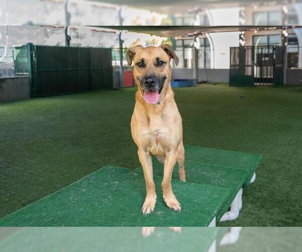 Medium Photo #3 German Shepherd Dog-Unknown Mix Puppy For Sale in Pasadena, CA, USA