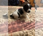 Small Photo #8 Maltipoo-Schnauzer (Miniature) Mix Puppy For Sale in ROSELAND, VA, USA