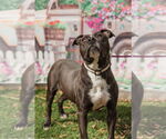 Small #1 American Staffordshire Terrier