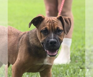 Bulldog Dogs for adoption in Yardley, PA, USA