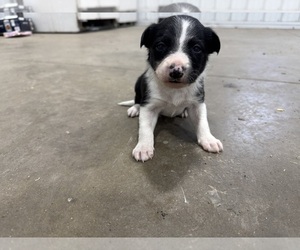 Border Collie Litter for sale in WOLCOTT, IN, USA