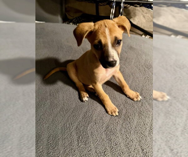Medium Photo #1 Labrador Retriever-Unknown Mix Puppy For Sale in Plainfield, IL, USA