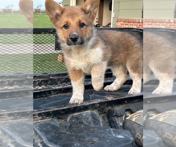 Medium Photo #15 Pembroke Welsh Corgi Puppy For Sale in DRAKESVILLE, IA, USA