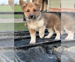 Small #8 Pembroke Welsh Corgi