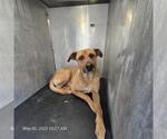 Small Black Mouth Cur Mix