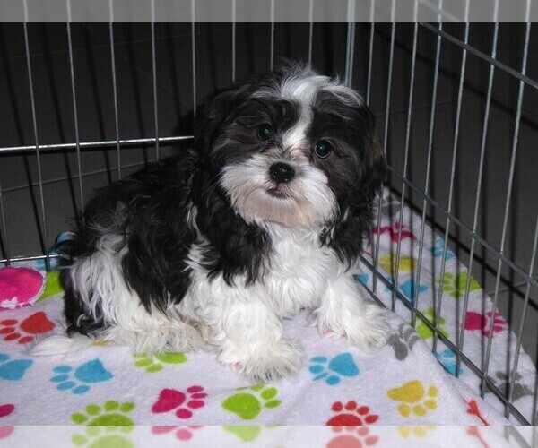 Medium Photo #9 Mal-Shi Puppy For Sale in ORO VALLEY, AZ, USA