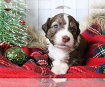 Image preview for Ad Listing. Nickname: Puppy #1Sold