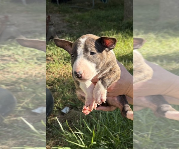 Medium Photo #11 Bull Terrier Puppy For Sale in RICHLAND, OR, USA