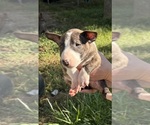 Small #10 Bull Terrier