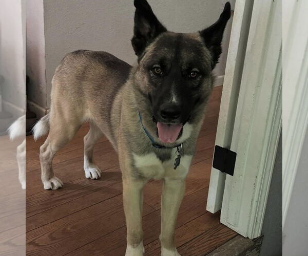 Medium Photo #1 German Shepherd Dog-Unknown Mix Puppy For Sale in Hayward, CA, USA