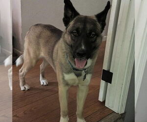 German Shepherd Dog-Unknown Mix Dogs for adoption in Hayward, CA, USA