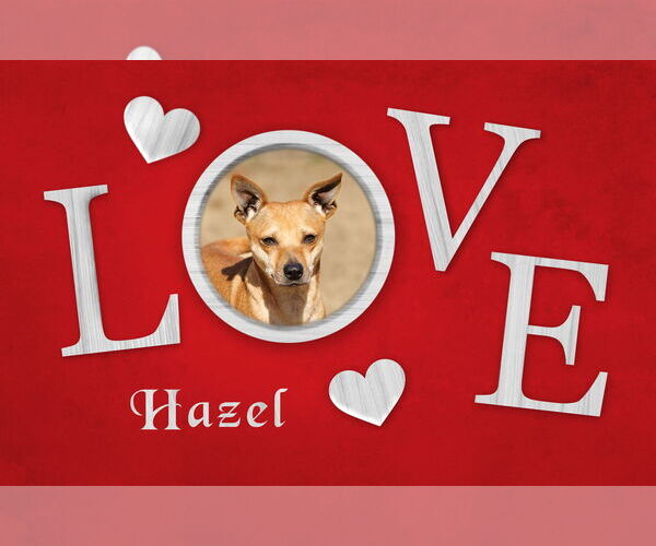 Medium Photo #1 Chihuahua-Unknown Mix Puppy For Sale in McKinney, TX, USA