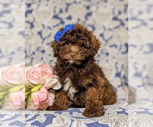 Poodle (Toy)-ShihPoo Mix Puppy for sale in LINCOLN UNIV, PA, USA