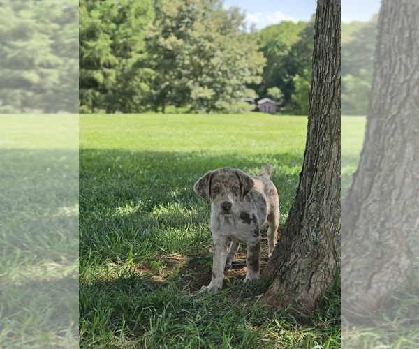 Medium Photo #1 Aussiedor Puppy For Sale in MADISON, VA, USA