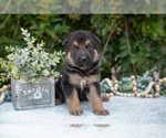 Small German Shepherd Dog