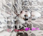 Puppy Puppy 2 SOLD Australian Shepherd