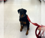 Small Photo #21 Doberman Pinscher Puppy For Sale in Buffalo, MN, USA