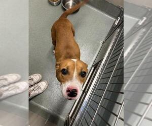 Mutt Dogs for adoption in Baytown, TX, USA