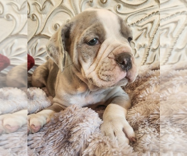 Medium Photo #13 Bulldog Puppy For Sale in FAIRFIELD, IA, USA