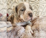 Small Photo #13 Bulldog Puppy For Sale in FAIRFIELD, IA, USA