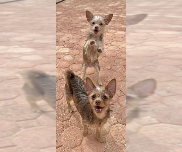 Medium Photo #3 Mutt Puppy For Sale in Weston, FL, USA