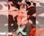 Small Photo #2 Saint Bernard Puppy For Sale in NEW MARKET, IA, USA