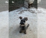 Small Photo #1 Schnauzer (Miniature) Puppy For Sale in AUSTIN, TX, USA