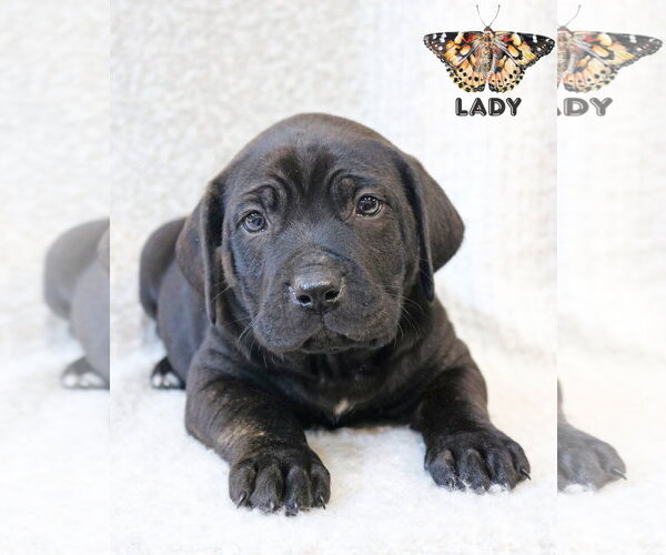 Medium Photo #1 Mutt Puppy For Sale in Wakefield, RI, USA