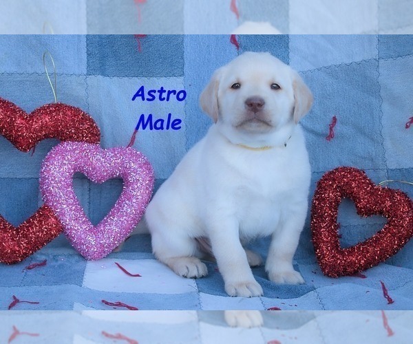Medium Photo #6 Labrador Retriever Puppy For Sale in BRIDGEWATER, VA, USA