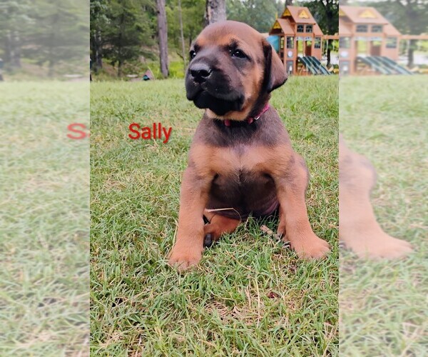 Medium Photo #3 Doberman Pinscher-Mastiff Mix Puppy For Sale in BRANTLEY, AL, USA