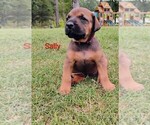 Small #2 Doberman Pinscher-Mastiff Mix