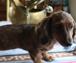 Small Photo #2 Dachshund Puppy For Sale in MARATHON, NY, USA