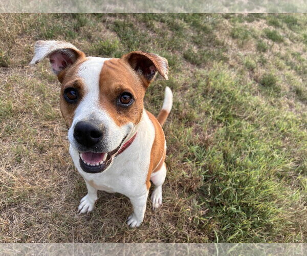 Medium Photo #2 Jack Russell Terrier-Unknown Mix Puppy For Sale in Pacolet, SC, USA