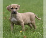 Small Boxer Mix