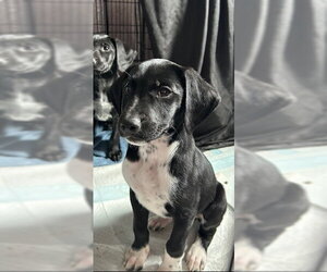 Louise - Female Mutt Dog for Adoption - Photo #4
