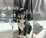 Small Photo #4 Mutt Puppy For Sale in MIDWAY, UT, USA