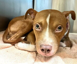American Pit Bull Terrier-American Staffordshire Terrier Mix Dogs for adoption in Oakhurst, NJ, USA