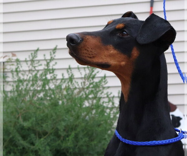 Medium Photo #8 Doberman Pinscher Puppy For Sale in Omaha, NE, USA