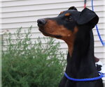 Small #7 Doberman Pinscher