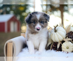 Border Collie Puppy for sale in CONWAY, MO, USA