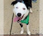 Small #5 Border Collie Mix