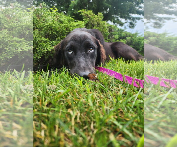 Medium Photo #2 Australian Retriever Puppy For Sale in Buffalo, MN, USA