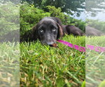 Small #1 Australian Retriever