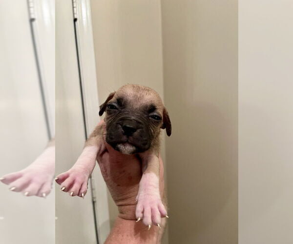 Medium Photo #4 Mutt Puppy For Sale in Mooresville, NC, USA