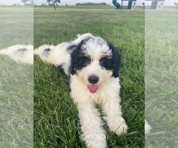 Medium Photo #4 Bernedoodle Puppy For Sale in BOSWELL, IN, USA