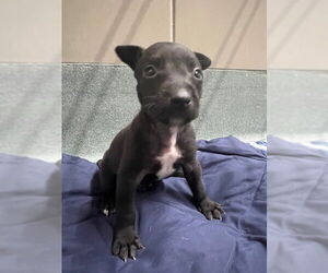Labrador Retriever Dogs for adoption in Baytown, TX, USA