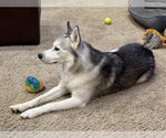 Small #14 Siberian Husky Mix