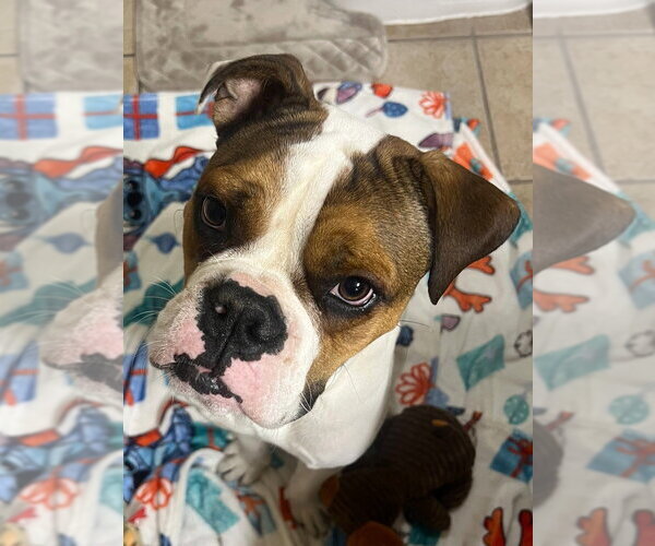 Medium Photo #2 Boxer Puppy For Sale in Austin, TX, USA