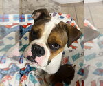 Small #1 Boxer