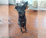 Small #20 Dutch Shepherd  Mix